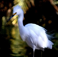 Snowy Egret Fishing at Lake
