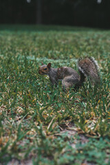 charging squirrel