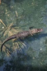 crocodile in the water