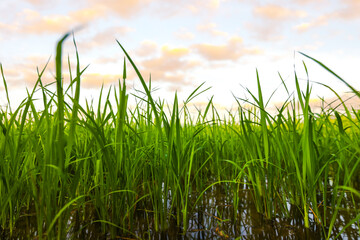 The rice fields are full, waiting to be harveste at countryside with sunset. Farm, Agriculture concept.