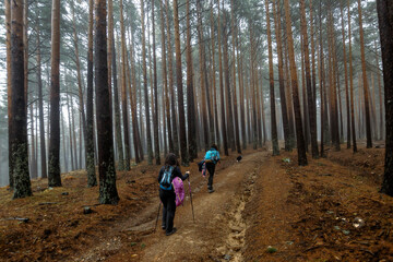Obraz premium People walking through the Valsain forest, Segovia, National Park, Sierra de Guadarrama