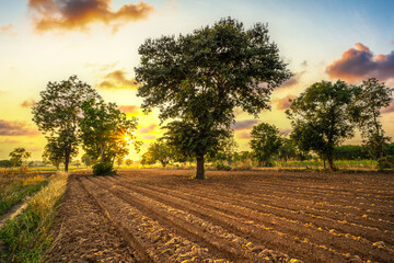 Plowing the land to prepare for planting cassava during sunset. Farm and agriculture concept.