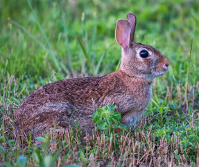 Brown Rabbit