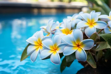 Foto op Canvas Tranquil Oasis Frangipani Blooms in Serene Blue Surroundings © Muh