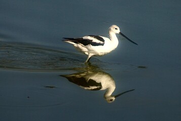 Avocet 8n the Water