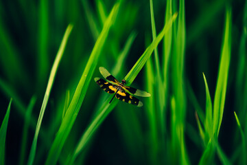 Close up rice seed ripe and green leaves at rice file. Background, Farm and agriculture concept.