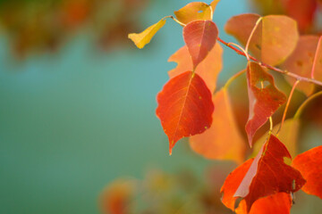 紅葉したナンキンハゼの葉