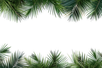 Fototapeta na wymiar border of coconut palm foliage isolated white background