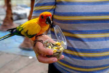 Feeding Bird by hand on holiday