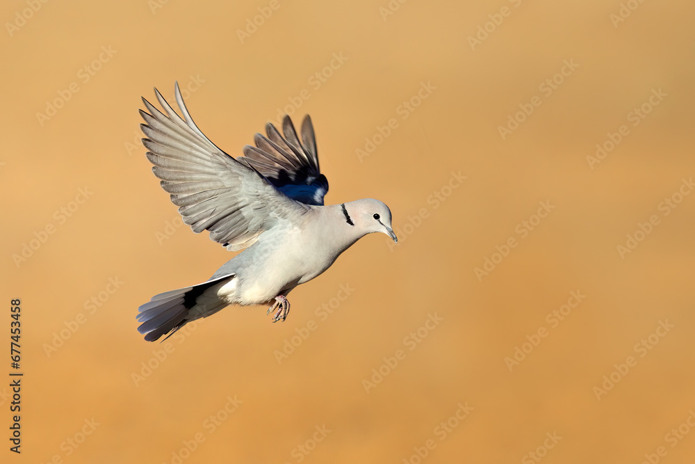 Poster A Cape turtle dove (Streptopelia capicola) in flight with open wings, South Africa.