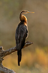 African darter (Anhinga rufa) perched in a branch, Kruger National Park, South Africa.