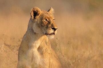 An alert lioness (Panthera leo) in natural habitat, Kruger National Park, South Africa. - obrazy, fototapety, plakaty