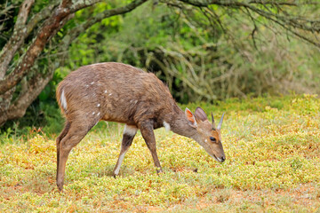 A bushbuck antelope (Tragelaphus scriptus) in natural habitat, Addo Elephant National Park, South Africa.