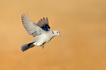 A Cape turtle dove (Streptopelia capicola) in flight with open wings, South Africa.