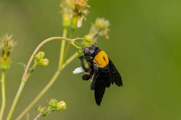 Xylocopa latipes, the broad-handed carpenter bee