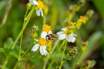 Obraz premium Hoverflies, also called flower flies or syrphid flies, are of the insect family Syrphidae