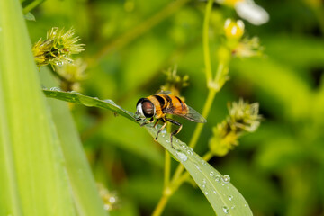 Hoverflies, also called flower flies or syrphid flies, are of the insect family Syrphidae