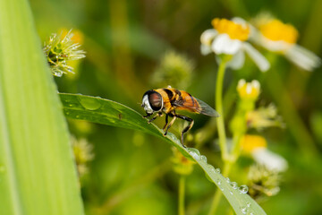 Hoverflies, also called flower flies or syrphid flies, are of the insect family Syrphidae
