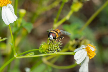 Hoverflies, also called flower flies or syrphid flies, are of the insect family Syrphidae