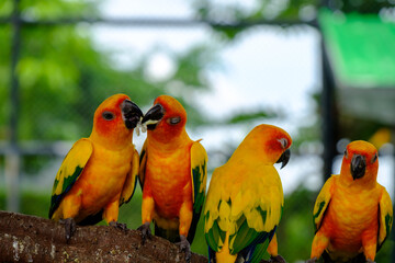 The bird feeding food by mount
