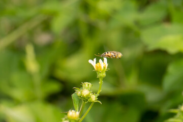 Hoverflies, also called flower flies or syrphid flies, are of the insect family Syrphidae
