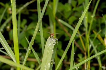 Hoverflies, also called flower flies or syrphid flies, are of the insect family Syrphidae
