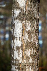 Nature close-up of a tree trunk.