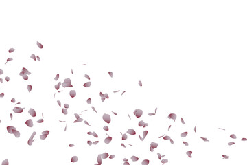 桜吹雪：桜の花びらイラスト - obrazy, fototapety, plakaty