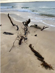 Driftwood on the beach sculpting enchanting landscapes, telling tales of the dance between earth and ocean, a silent poetry in the ebb and flow of tides.