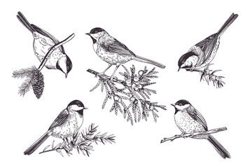 Set of birds. Chickadee on coniferous branches. Art line style. Black. Outline, no fill.