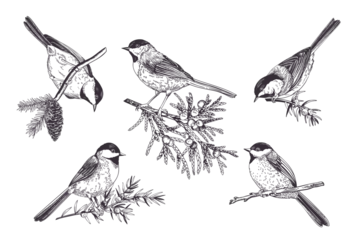 Foto auf Alu-Dibond Set of birds. Chickadee on coniferous branches. Art line style. Black. Outline, no fill. © Lisla