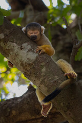 Sleeping squirrel monkey