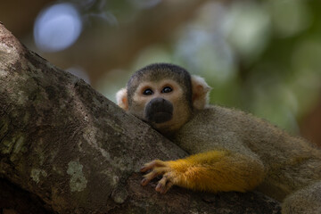 Thoughtful squirrel monkey