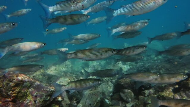 School of mullet fish underwater in the Mediterranean sea, slow motion 4k