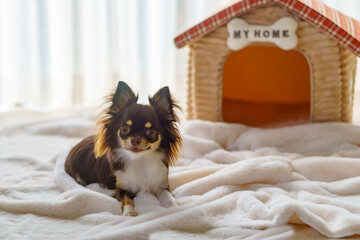 ｢MY HOME」の表札がある家の形のベッドの前でフセする犬