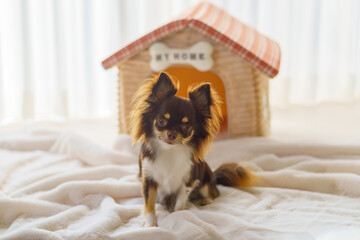 ｢MY HOME」の表札がある家の形のベッドの前におすわりする犬