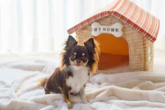 ｢MY HOME」の表札がある家の形のベッドの前におすわりする犬