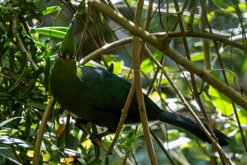 Ein Federhelmturako im Dschungel auf einem Ast sitzend in der Seitenansicht