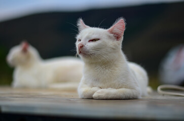 White cat resting over a table