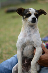 Funny scene of a dog sitting in it's owner lap