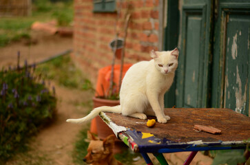 White cat resting over a table with rustic scenario