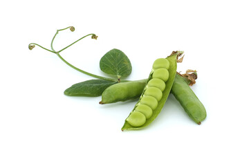 Pea pods surrounded by a green leaf with a pointed tip