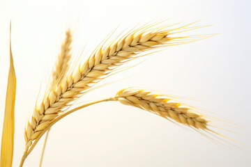 Wheat Ears isolated on White Background, Generative ai