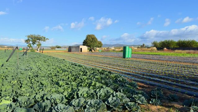 close-up of planting lettuce and cabbage in diagonal rows, organic gimbal cultivation in the field in malgrat de mar