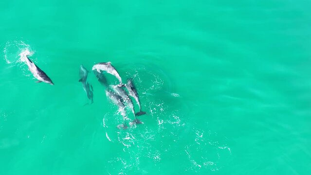 Dolphins Swimming At San Diego In California United States. Wildlife Scenery. Wild Sea Animals. Dolphins Swimming At San Diego In California United States. 