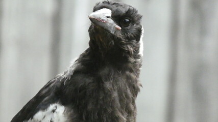 The eye of a magpie