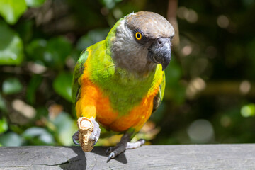 Ein Senegalpapagei frontal eine Erdnuss haltend