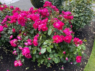 Christchurch Botanic Gardens in New Zealand