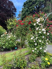 Fototapeta na wymiar Christchurch Botanic Gardens in New Zealand