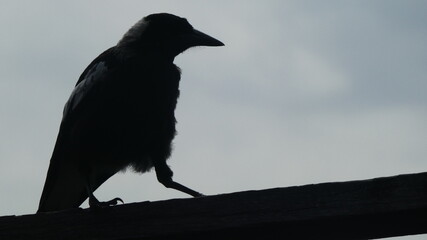A silhouette of a magpie walking across a wooden beam
